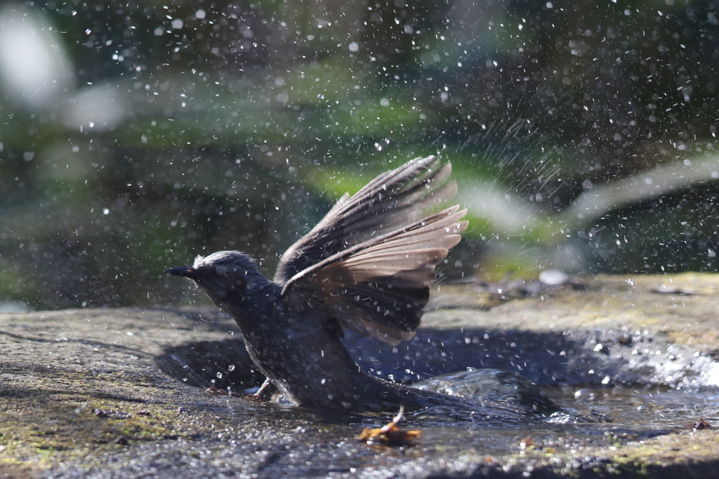 170107-20ヒヨドリの水浴び８