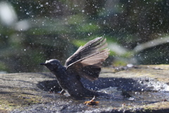 170107-20ヒヨドリの水浴び８