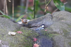 161218-13シジュウカラ(右)とアトリ