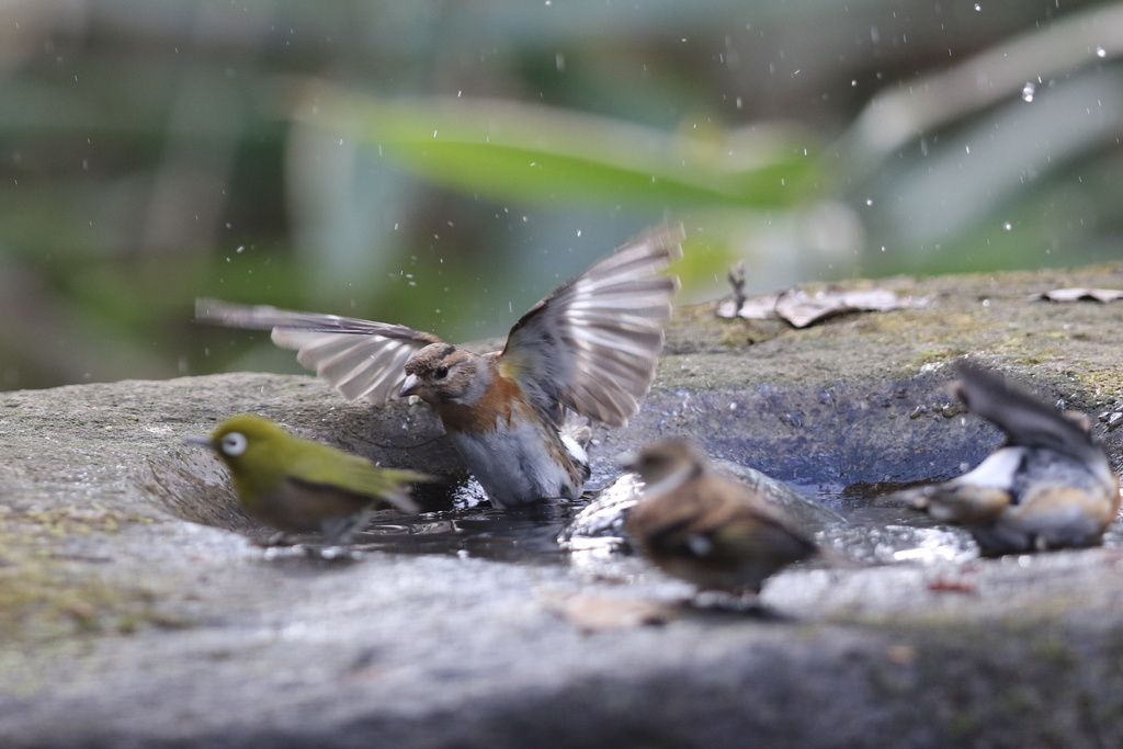 161218-36アトリの水浴びとメジロ(左)