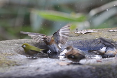161218-36アトリの水浴びとメジロ(左)