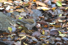 161126-2シロハラ♂