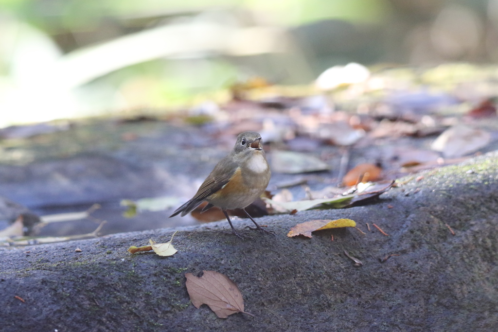 161206-10さえずるルリ娘さん
