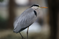 161214-1アオサギ