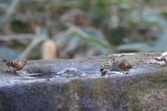 161218-9喧嘩を仕掛けたのはいいけれど（２／３）・アトリ