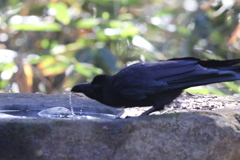 170105-6水を飲むカラス