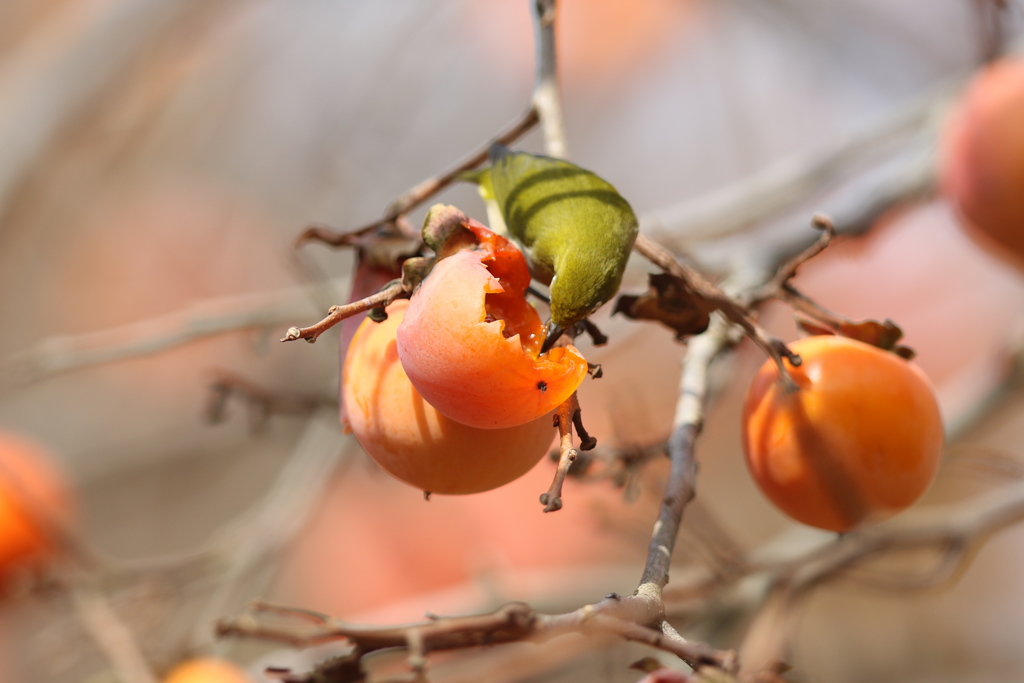 161204-22柿を食べるメジロ（１／６）