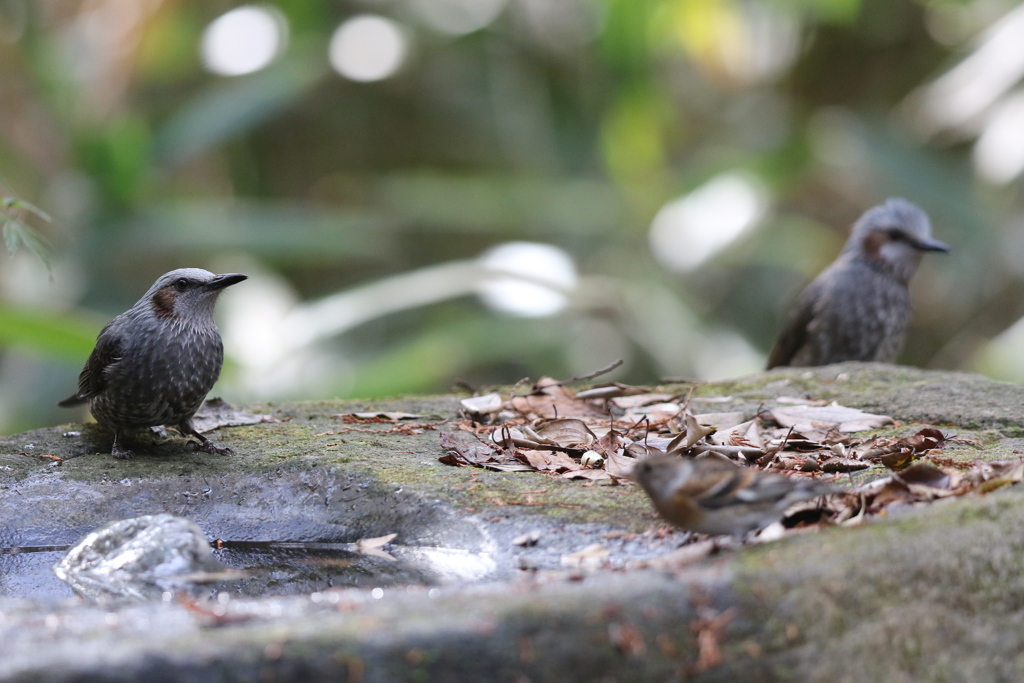 161130-24ヒヨドリがいるのにアトリも