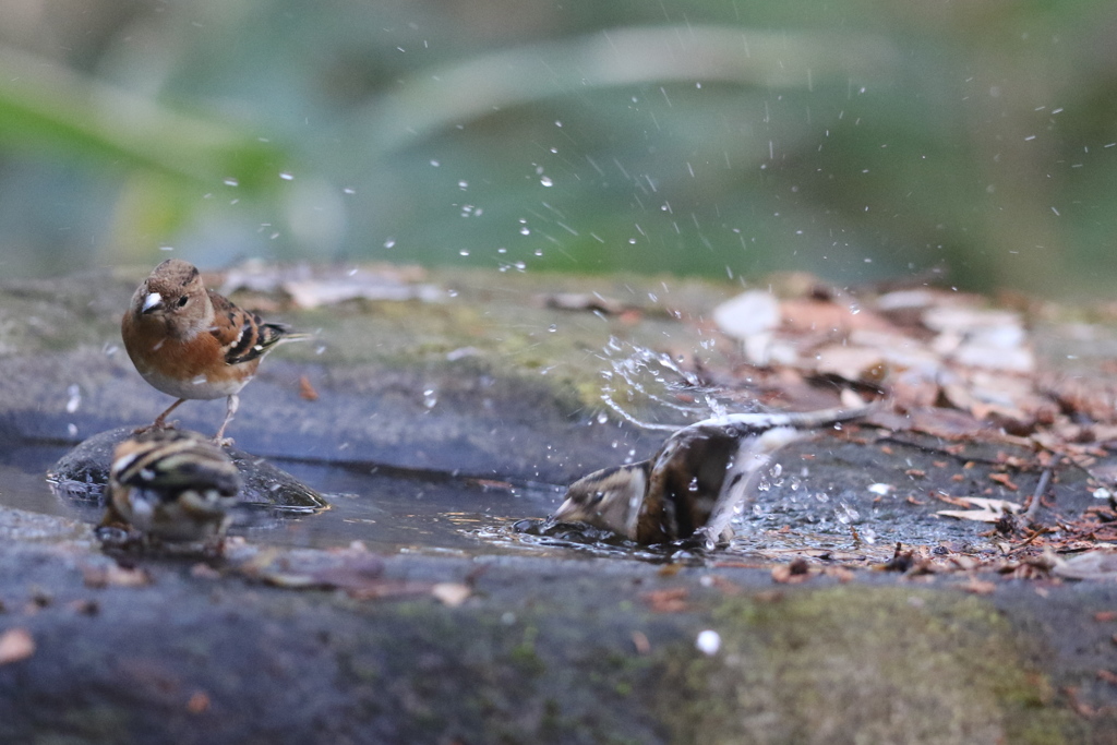 161208-4アトリの水浴び