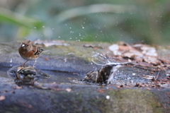 161208-4アトリの水浴び
