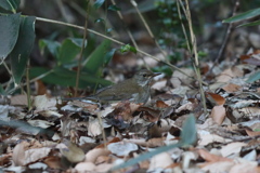 170113-2シロハラ♀