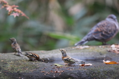 161207-7アトリとキジバト