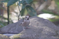 170105-7シメ♀の飛び出し（１／３）