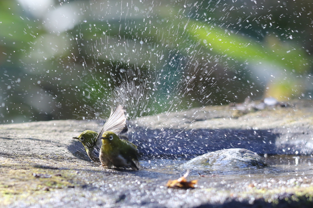 170107-9メジロの水浴び６