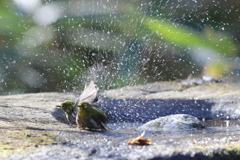 170107-9メジロの水浴び６