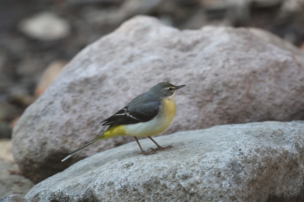 170102-7キセキレイ