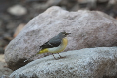 170102-7キセキレイ