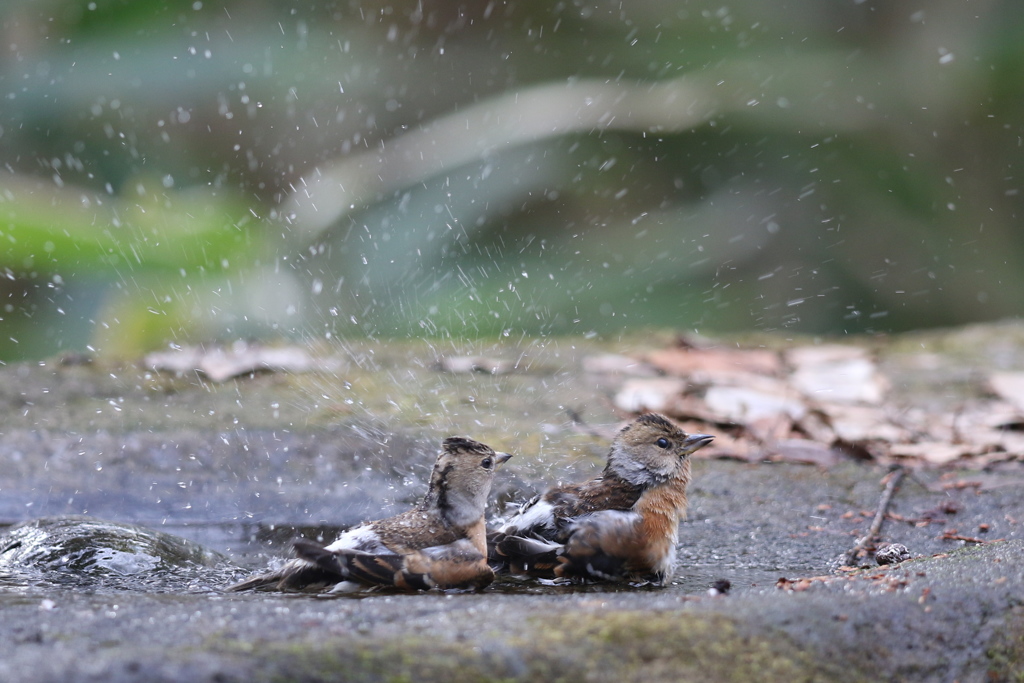 161220-11アトリの水浴び