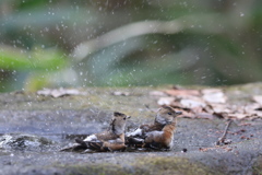 161220-11アトリの水浴び