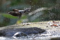 161218-41水浴び後飛び立つアトリ