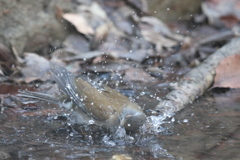 170115-5シロハラ♂の水浴び