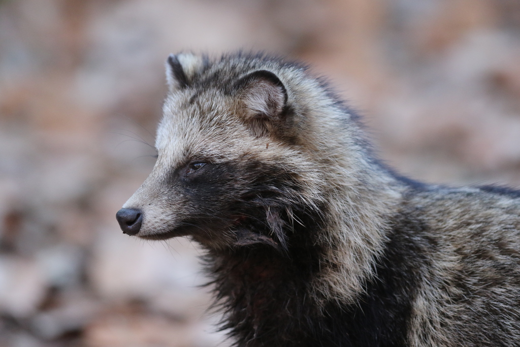 161224-10タヌキＢ