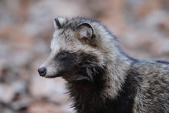 161224-10タヌキＢ