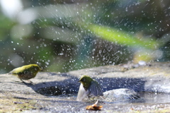170107-4メジロの水浴び１