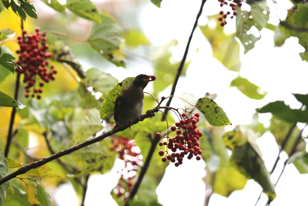 161116-8イイギリの実を食べるシロハラ（２／２）