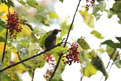 161116-8イイギリの実を食べるシロハラ（２／２）