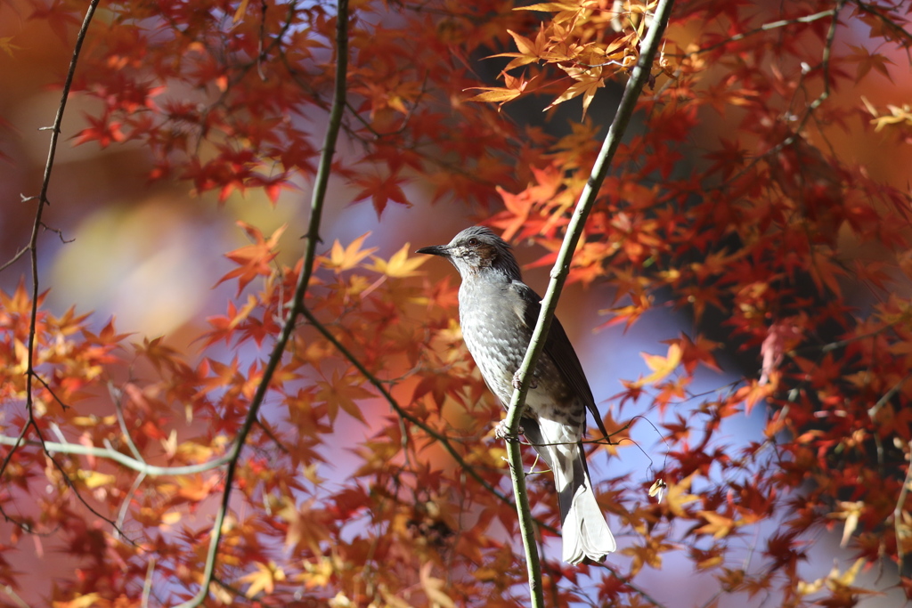 161211-20紅葉の中のヒヨドリ