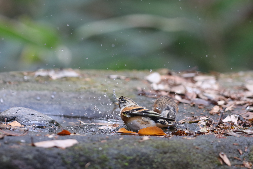 161207-11アトリの水浴び