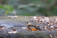 161207-11アトリの水浴び