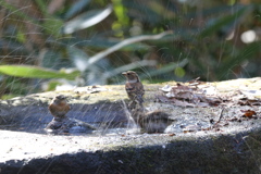 161209-16アトリの水浴び