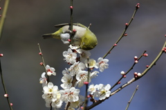 170210-4梅の蜜を吸うメジロ