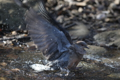 170130-10キジバトの水浴び