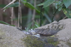 170203-2ウグイスの水浴び