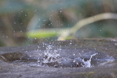 170304-2ヒヨドリの水浴び