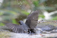 161130-23ヒヨドリの水浴び