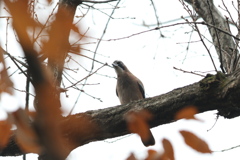 161222-3カケス（１／２）