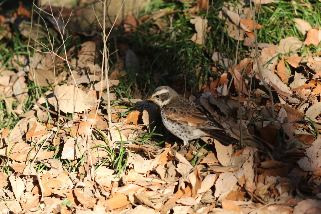 170213-4ツグミ