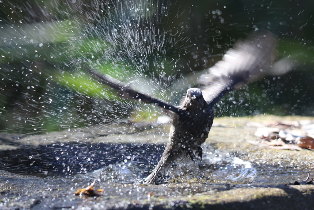 170107-23ヒヨドリの水浴び１１