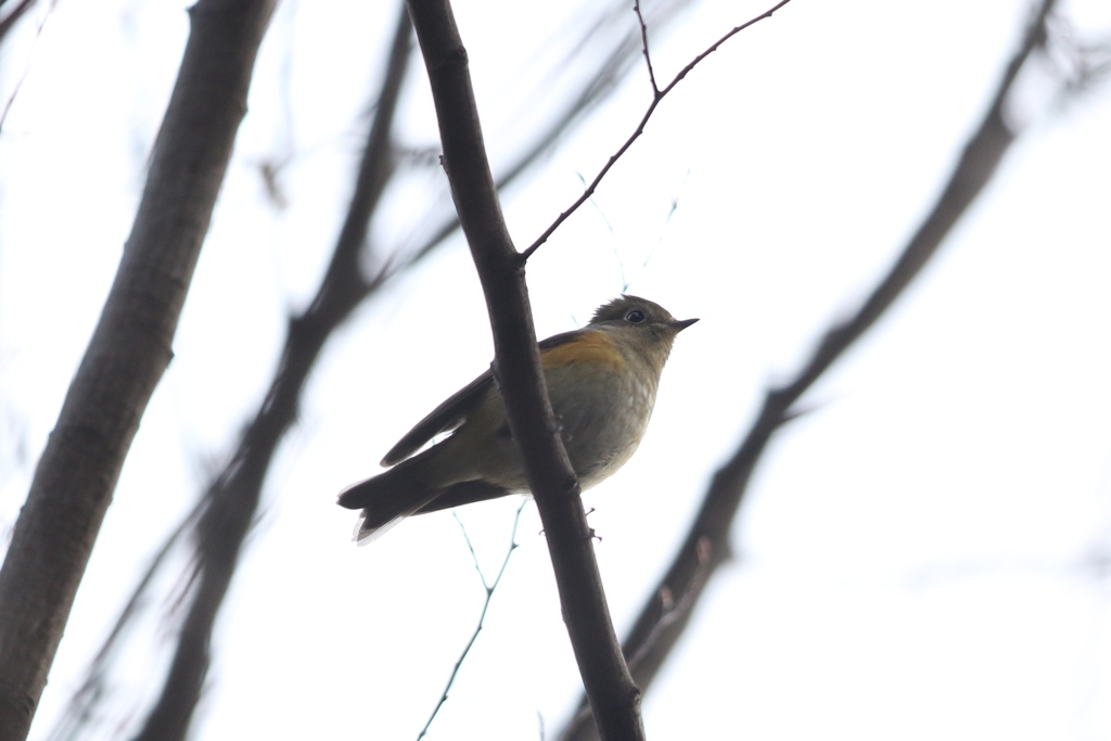 161229-5下からのルリビタキ♀ｔ