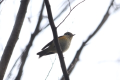 161229-5下からのルリビタキ♀ｔ
