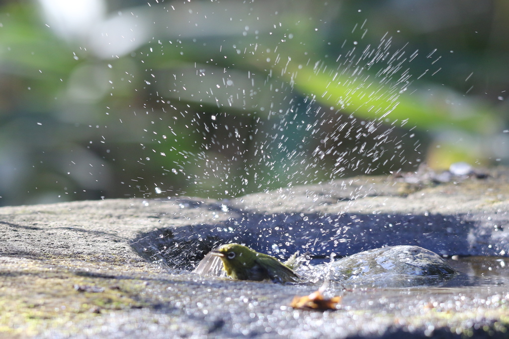 170107-12メジロの水浴び９