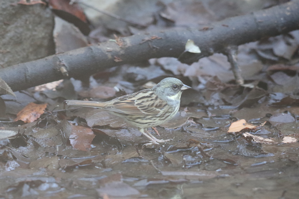170208-1水辺のアオジ♂