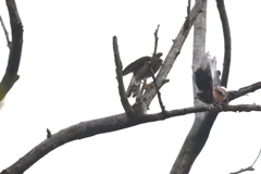 161121-5お互いにとびかかる・ツミとカケスのバトル（５／７）