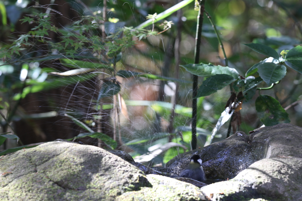 161203-22シジュウカラの水浴び