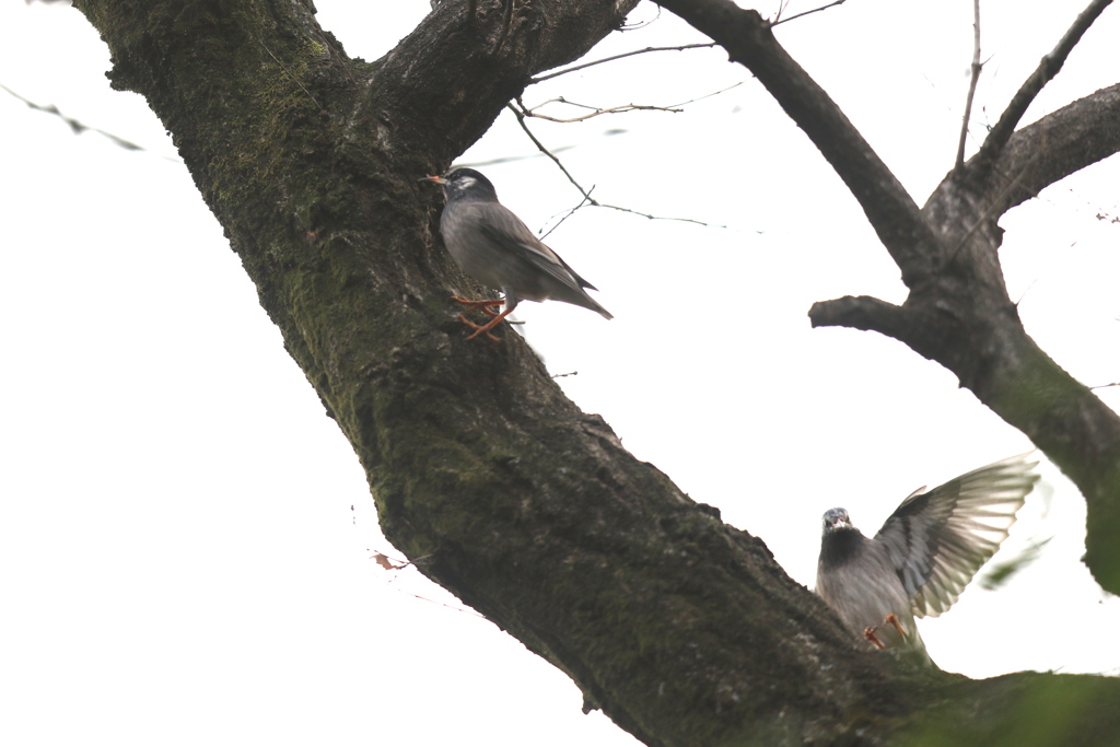 161229-3ムクドリ