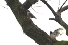 161229-3ムクドリ